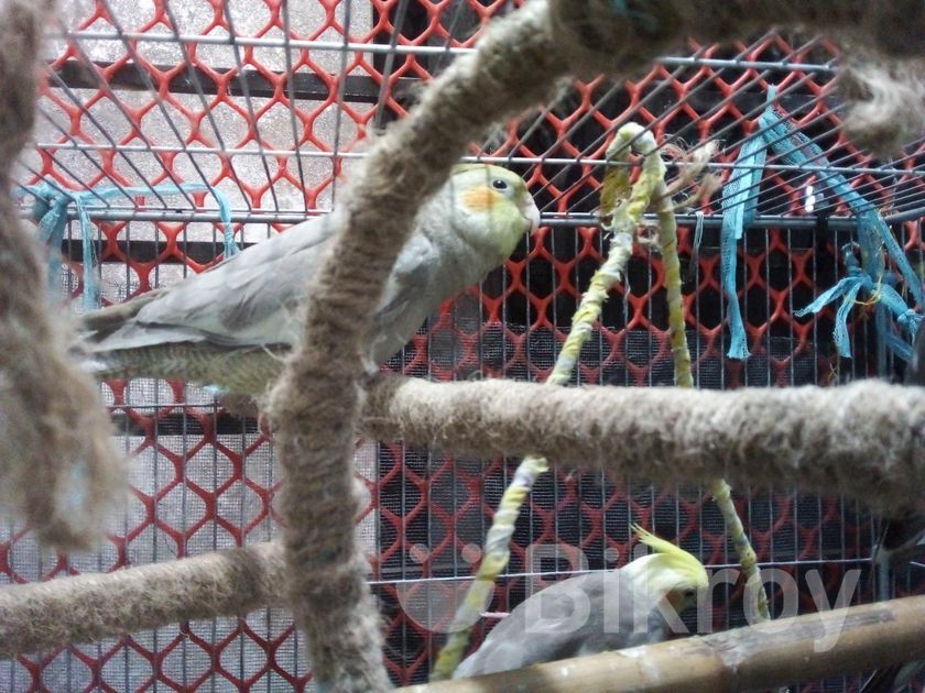 Grey Cockatiel in Jatrabari Bikroy