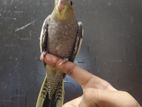 Grey cockatiel