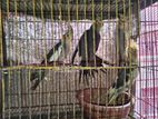 Grey Cockatiel