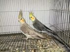 Grey Cockatiel