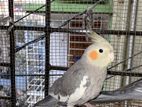 Grey cockatiel male 4 month good bloodline