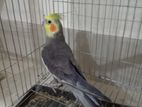 Grey Cockatiel Male Adult