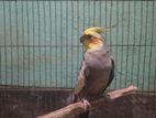 Grey Cockatiel Male