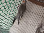 grey cocktail bird
