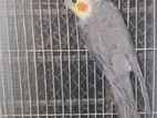 Grey Cocktail Semiadult