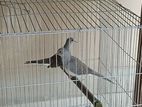 Grey diamond dove