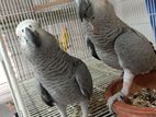 Grey parrot close ring DNA