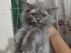 Grey Persian Calico Cat