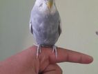 Grey Spangle Budgie