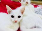 Cat For Sale