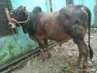 গৃহপালিত ষাঁড় বিক্রি হবে
