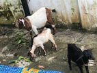 বড় ছাগল বাচ্চা