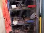 কবুতর ও খাঁচা বিক্রি করা হবে।