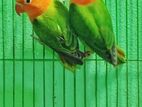 গ্রীন অপলাইন ও ইউং