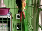 গ্রীন চিক কুনুর পাখি conure