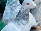 গ্রিজেল কবুতর জোরা বিক্রি হবে ।