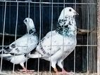 গ্রিজেল রেসার জোড়া