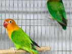 গ্রিন ফিসার অপলাইন লাভবার্ড Lovebird