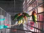 গ্রিন ফিসার লাভ বাড্