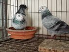 Grizel racer pigeons