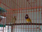 Groldian Finch New Adult Pair & Full Tame Cockatiel Baby