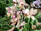 Ground Orchid