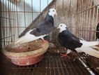 গররা নিউ এডাল্ট জোড়া
