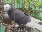 গররা রানিং সিংগেল মাদী কবুতর