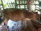 গরু বিক্রি করা হবে বাচ্চা ২ মাস পর