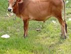 গরু বিক্রি করা হবে