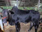 গরু বিক্রি করা হবে