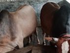 গরু বিক্রি করা হবে ঠিকানা হালুয়ূঘাট