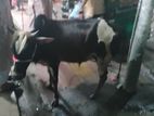Cow sell