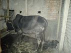 গরু বিক্রয় হবে