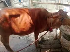 গরু লাল