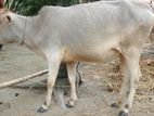 সুন্দর গরু বিক্রির করা হবে