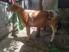 গরু সেল হবে