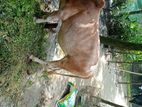 গরুটি বিক্রয় করা হবে