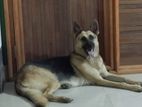 GSD Female Proven