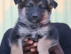 GSD Female Puppy