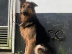 GSD Male dog