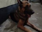 GSD mid coad male dog..