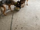 Dog for sell