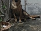 GSD pup Dog For Sale