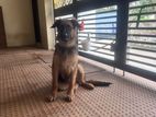 Gsd Puppy Is Up For Sell!