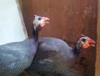 Guinea fowl / তিতির মুরগি