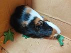 Guinea pig black and white