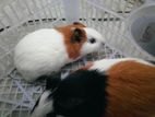 guinea pig.গেনিপুস