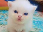 Cat for sell