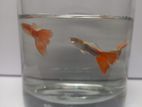 Guppy & Molly- Aquarium Fish- Mirpur Only